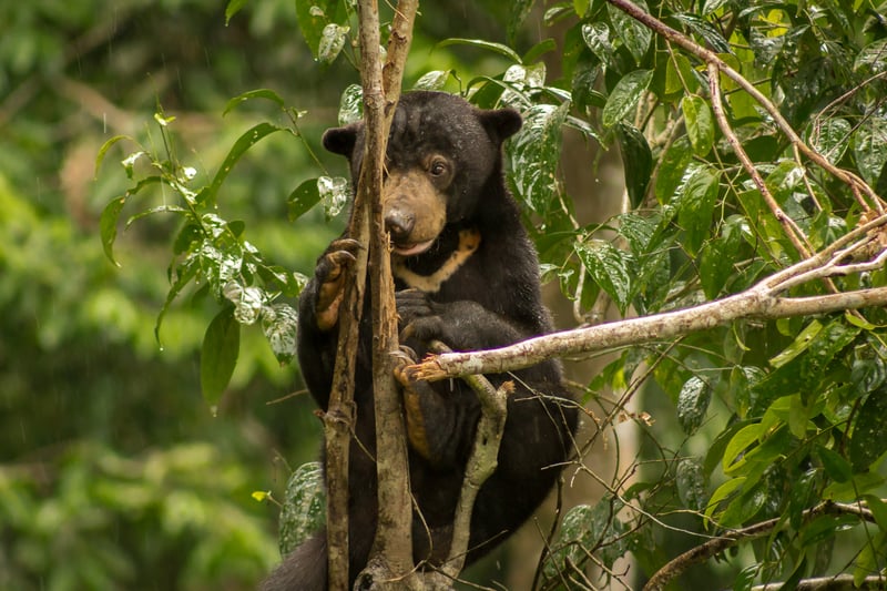 The Bornean Sun Bear Conservation Centre, is home to rescued sun bears.