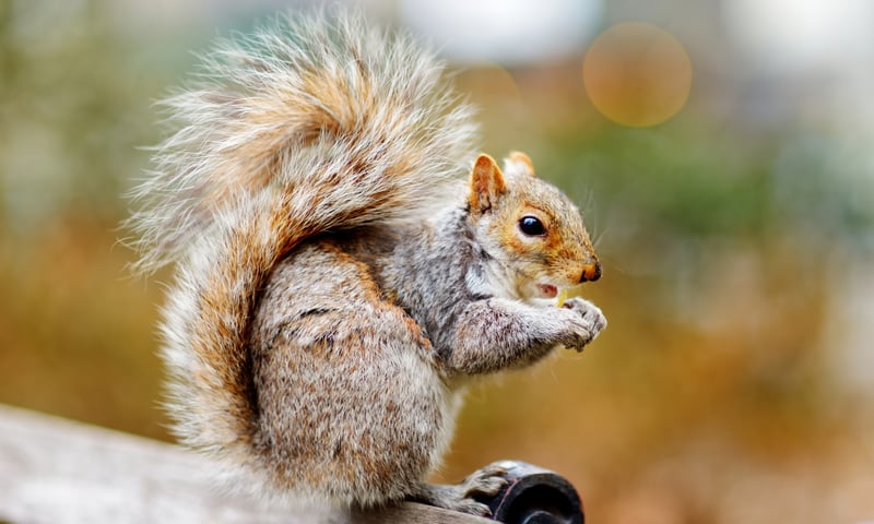 Look out for small squirrels throughout Central Park in New York.