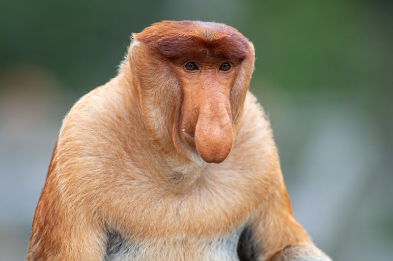 Search for unique wildlife, including the famous Proboscis monkey.