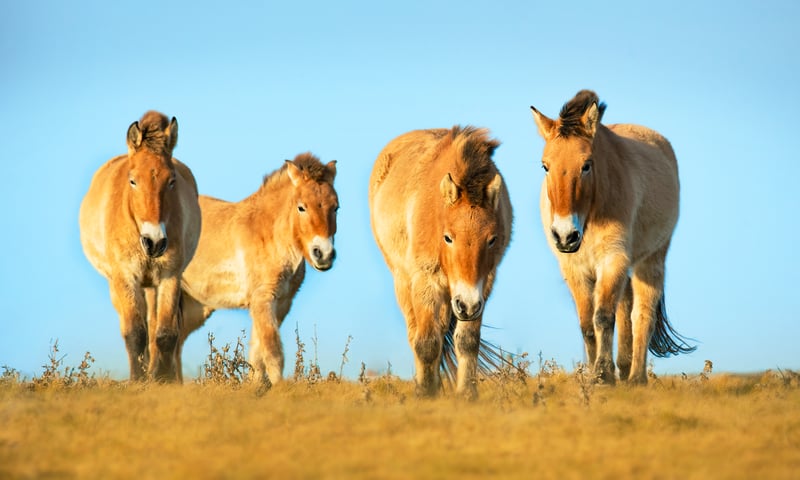 Search for wild Przewalski horses in Hustai National Park, Mongolia.