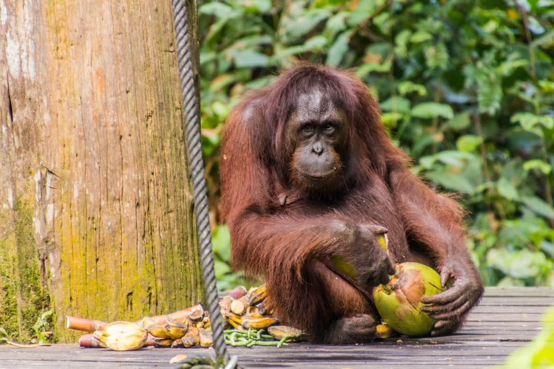 Visit the Sepilok Orangutan Rehabilitation Centre.
