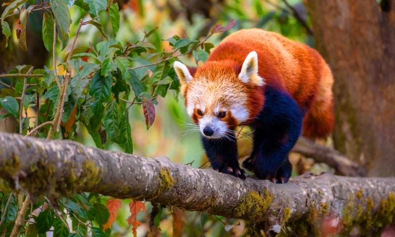 Seek out Red Pandas at the Zoological Park in Darjeeling, India.