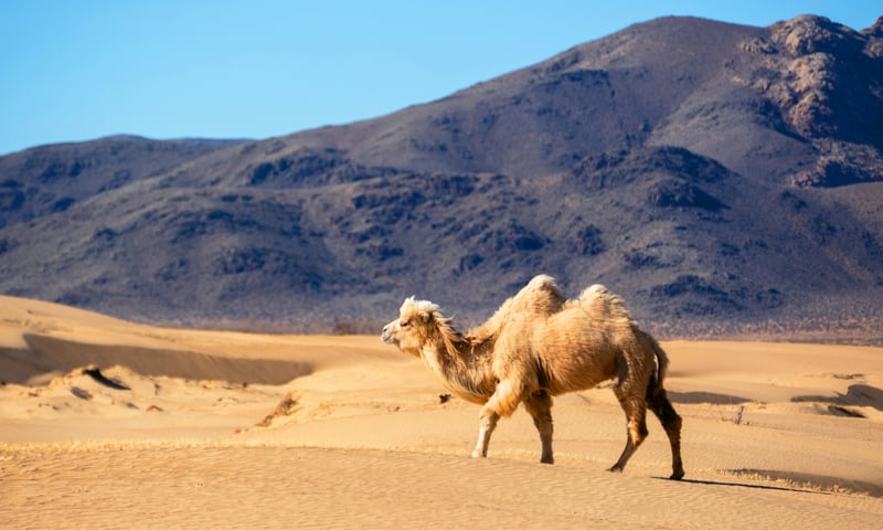 Visit the picturesque semi-desert of Elsen Tasarkhai, Mongolia.