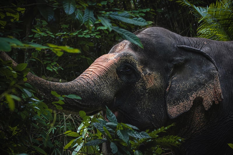 The Phuket Elephant Sanctuary is a pioneering ethical elephant tourism initiative in Thailand.