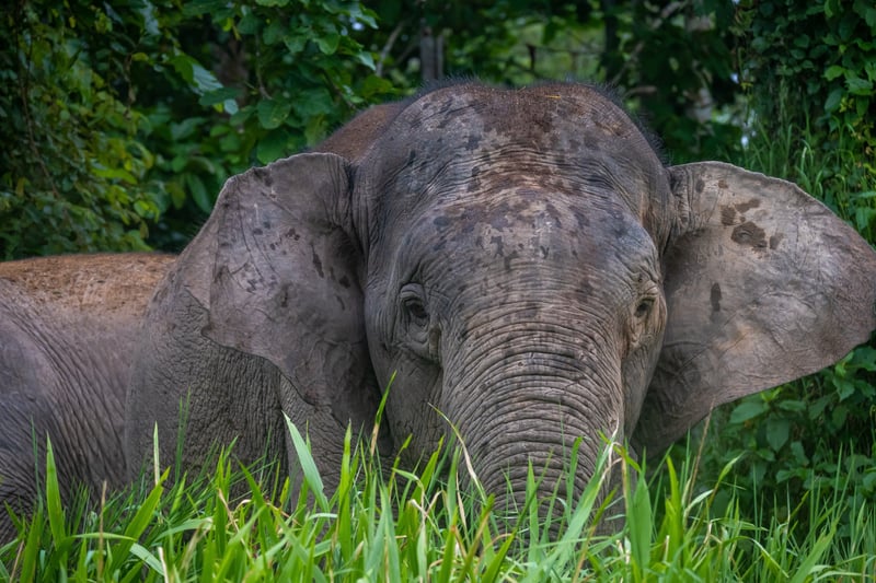 Keep your eyes peeled for Borneo's Pygmy Elephant.