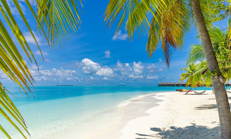 Unwind under a palm tree at Adaaran Prestige Vadoo, Maldives.