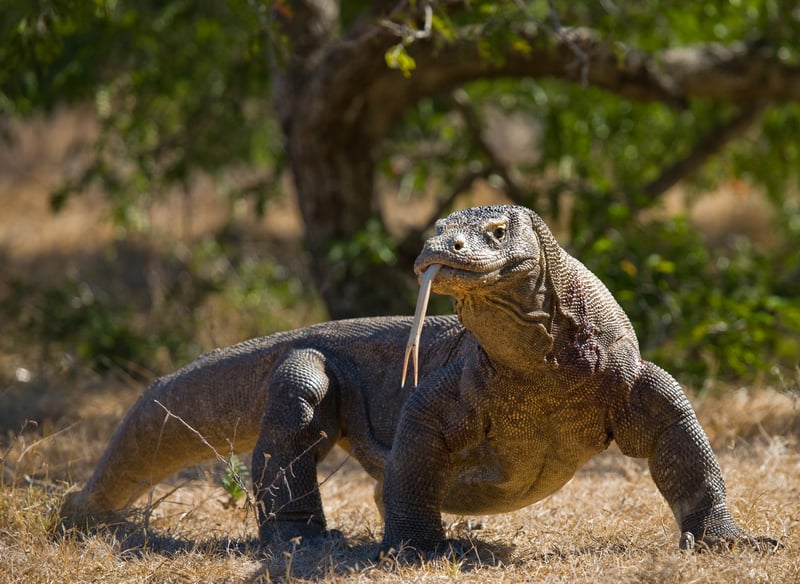 Monitor lizard are native to the Southeast Asian island of Borneo.