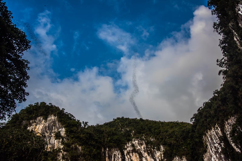 Be amazed at the bat exodus from Deer cave in Mulu National Park.