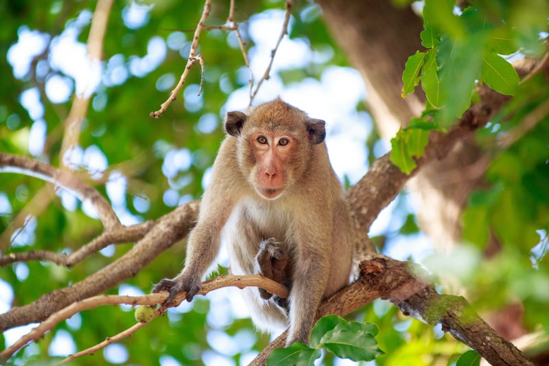 Experience a wildlife safari by longboat, where you could see monkeys.