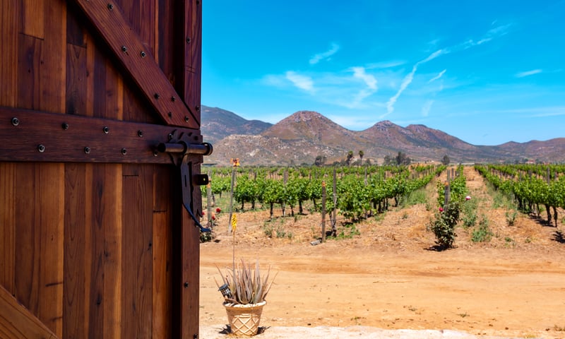 You might like to head inland for wine tasting while in Ensenada, Mexico.