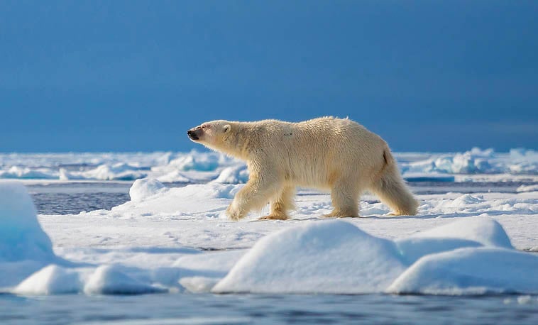 Best Cruises supporting image